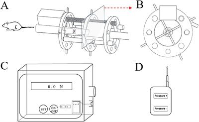 What can be observed in intervertebral cartilage endplate with aging? An animal model study of excessive axial mechanical loading